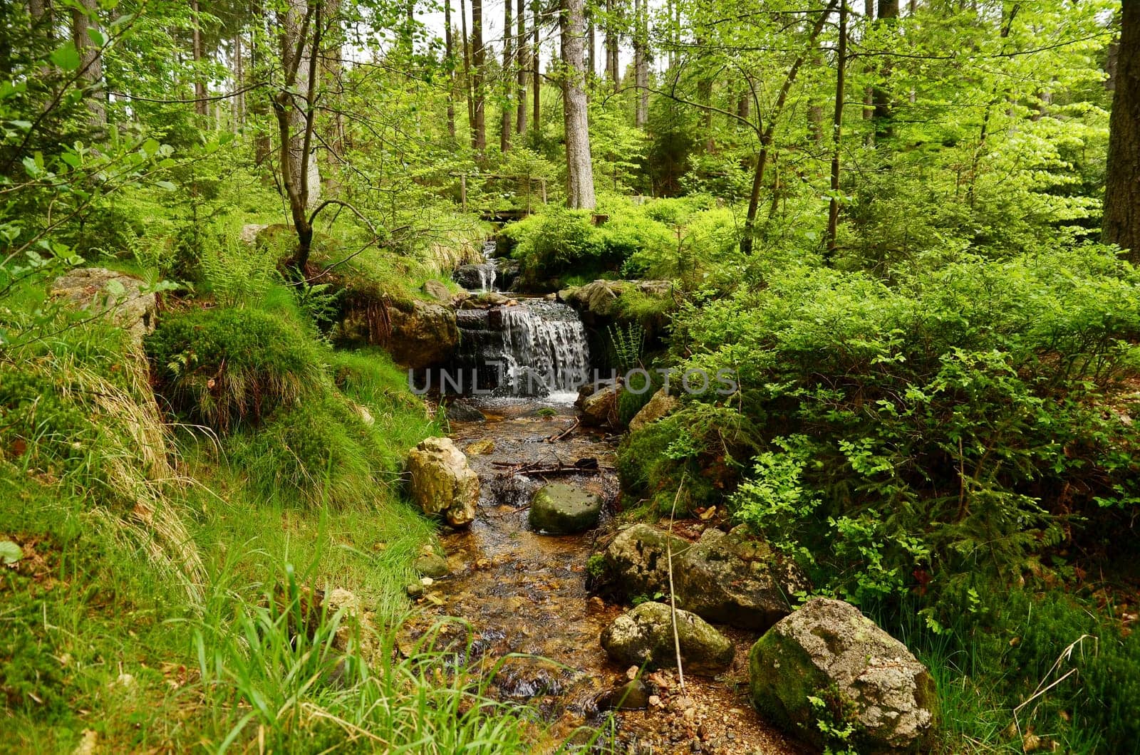 Forest Bach Plants