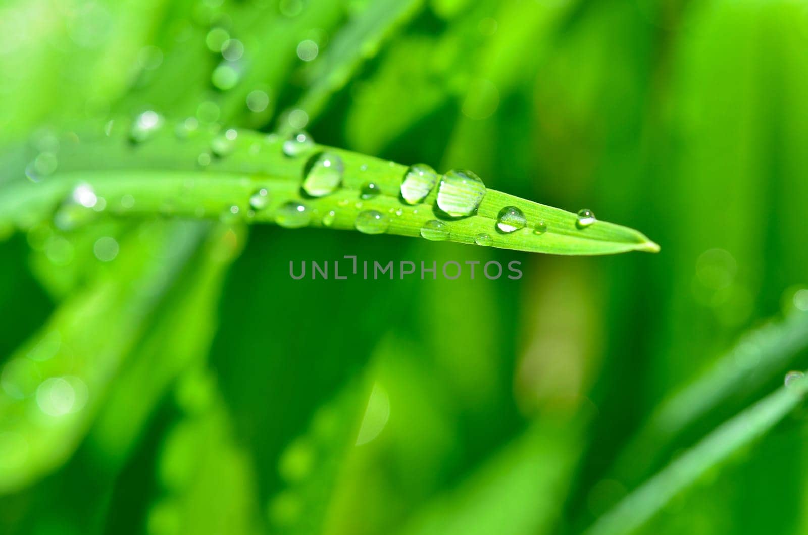 Leaf with water drops