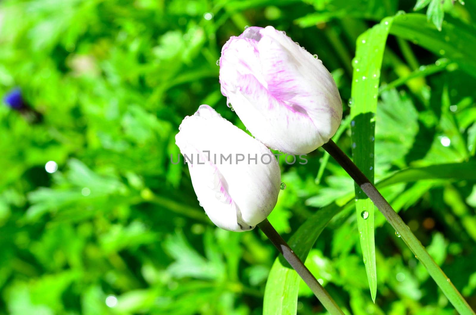 Tulip with water drops