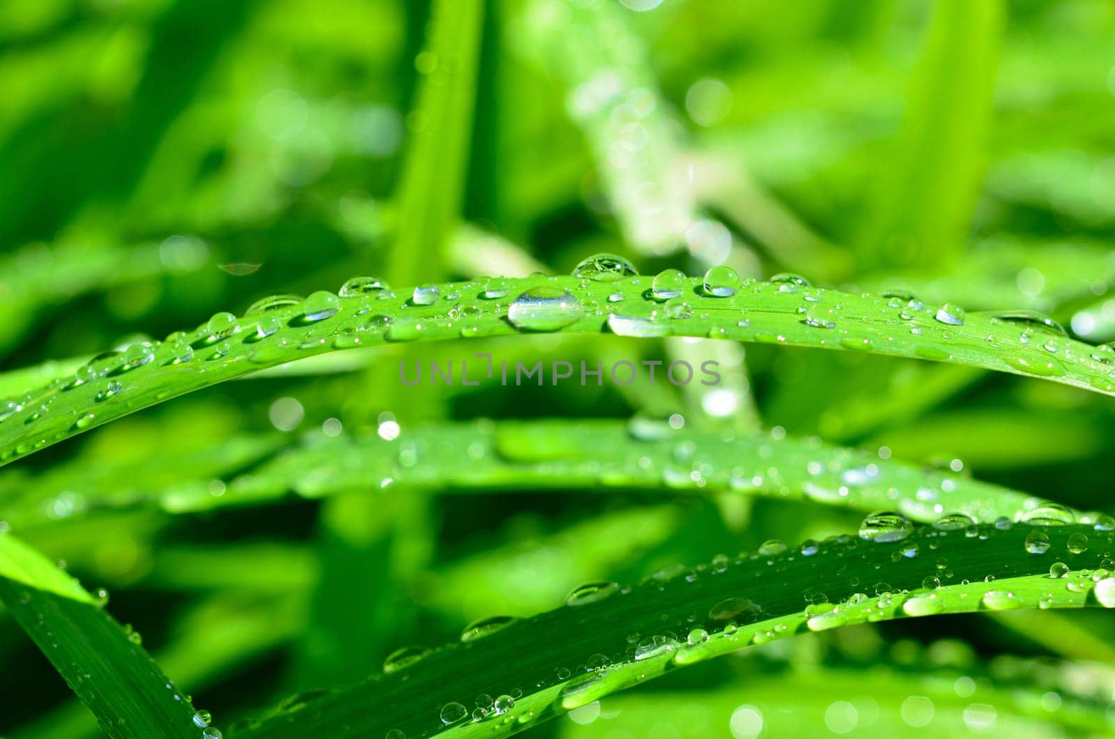 Leaf with water drops