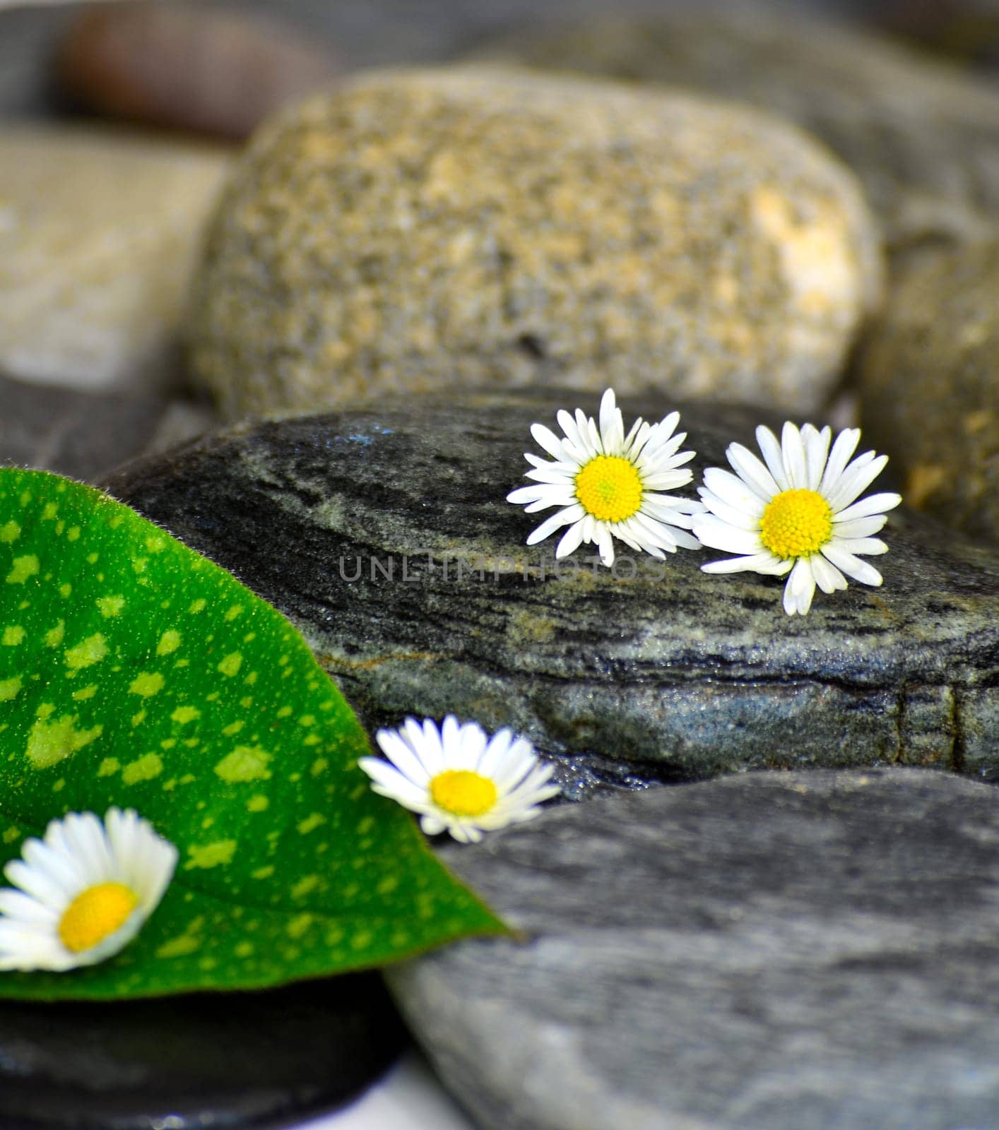 Wellness Stones Balance