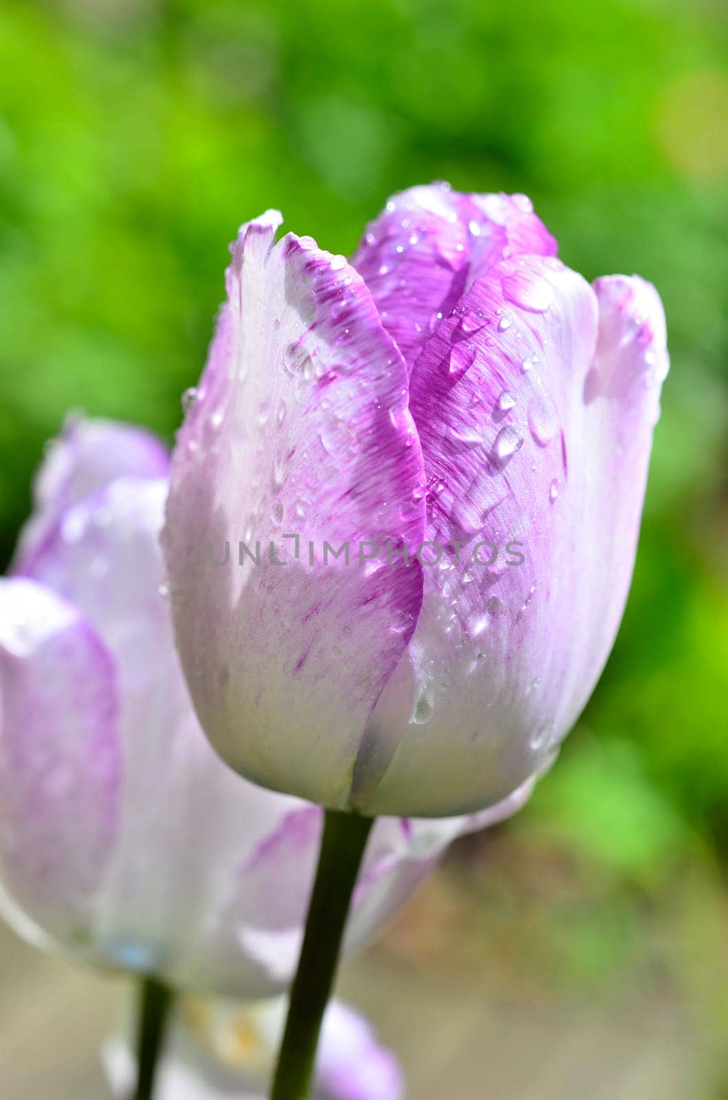 Tulip with water drops