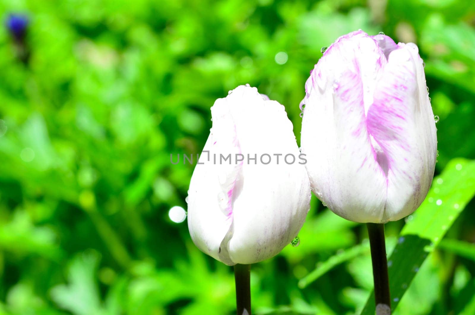 Tulip with water drops