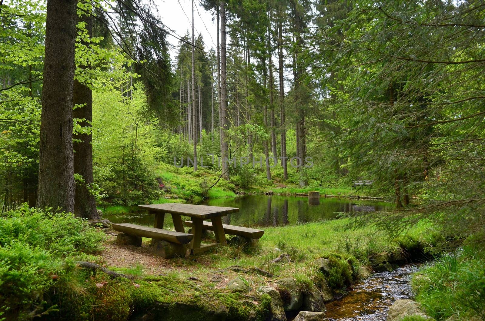 Forest Bach Plants