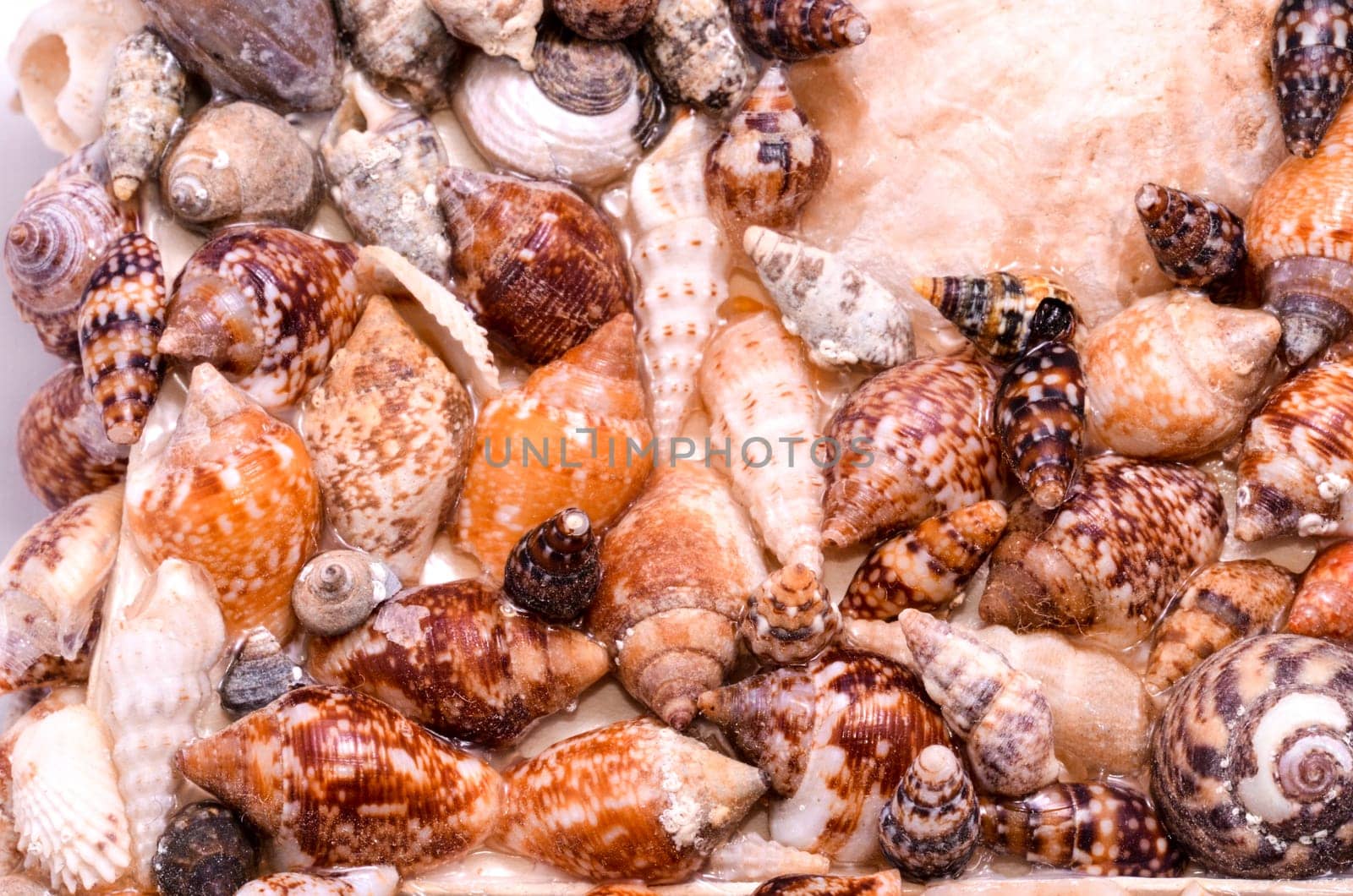 Texture Background of colored round sea shells