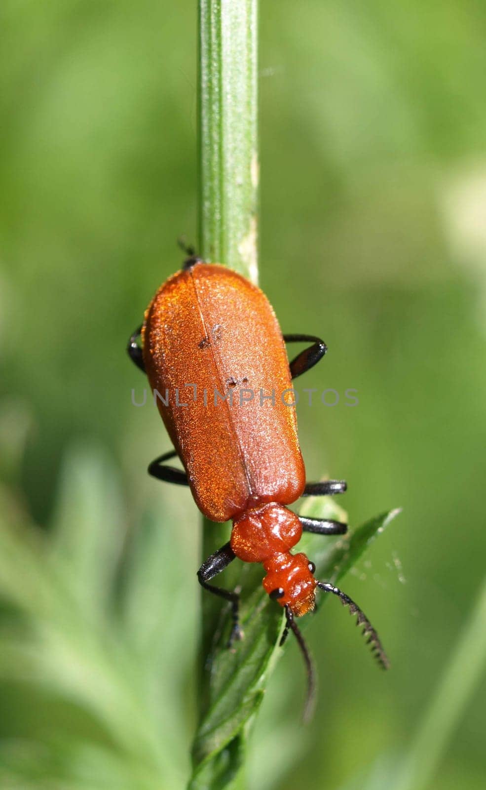 Red-headed fire beetle
