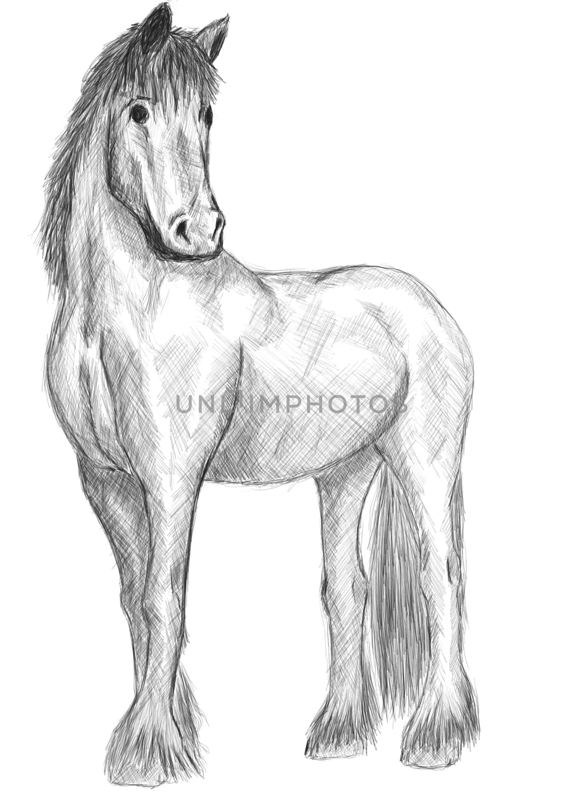 Nice portrait horse standing -Hand drawing