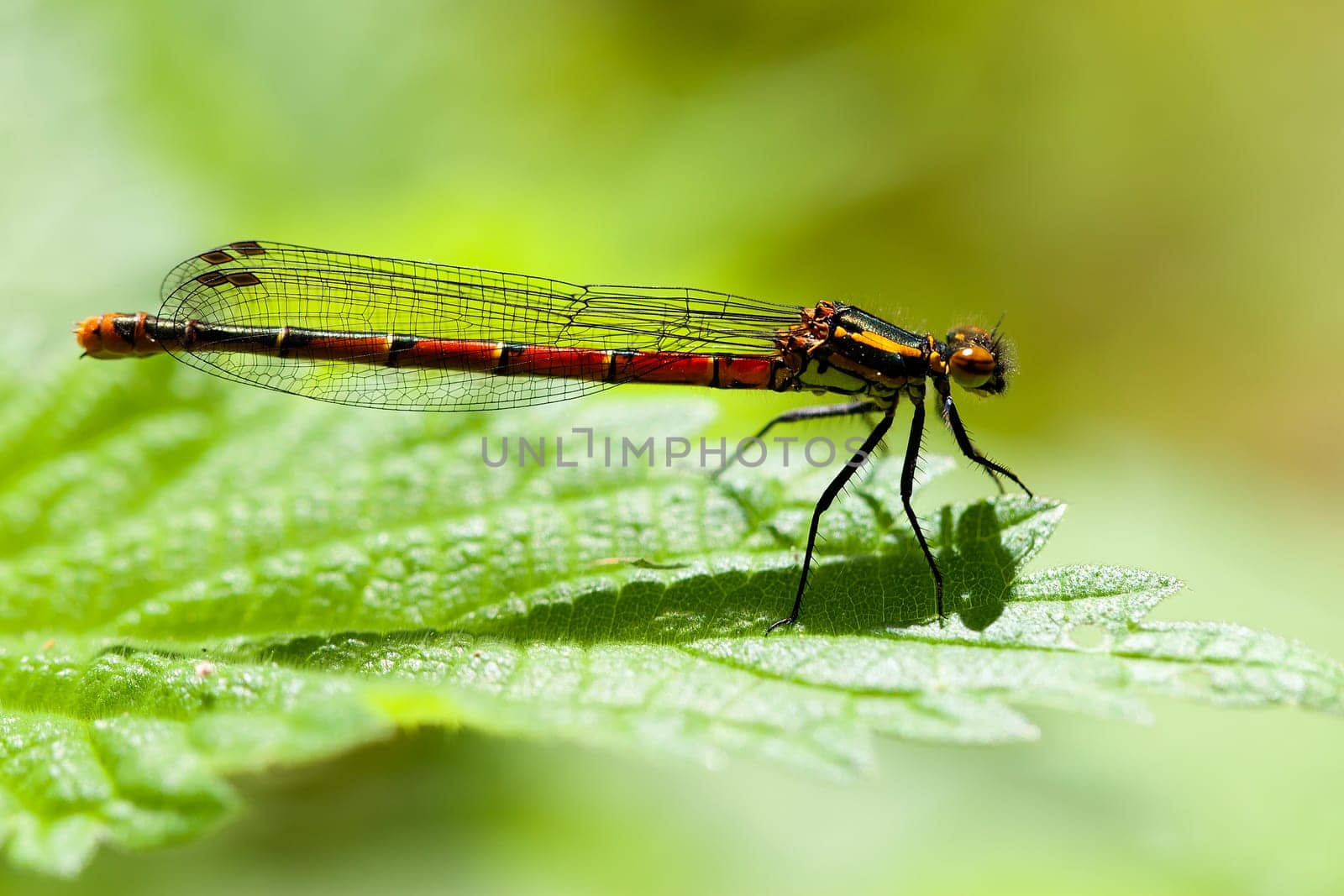 Early Adonislibelle sunbathing in a macro shot