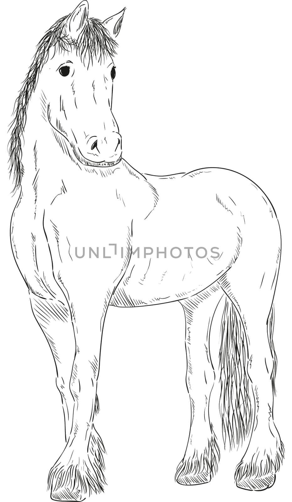 vector - horse standing - isolated on background