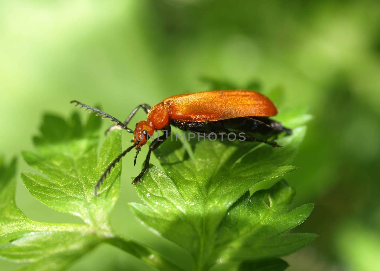 Red-headed fire beetle