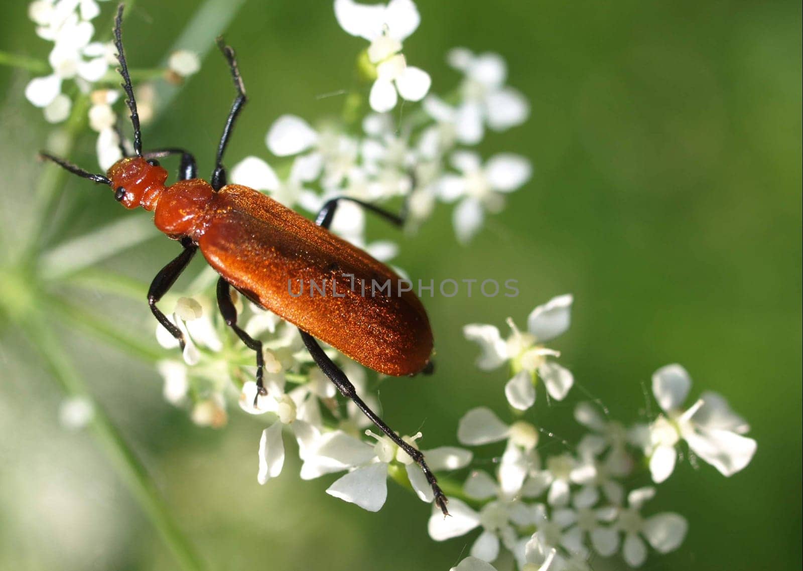 Red-headed fire beetle