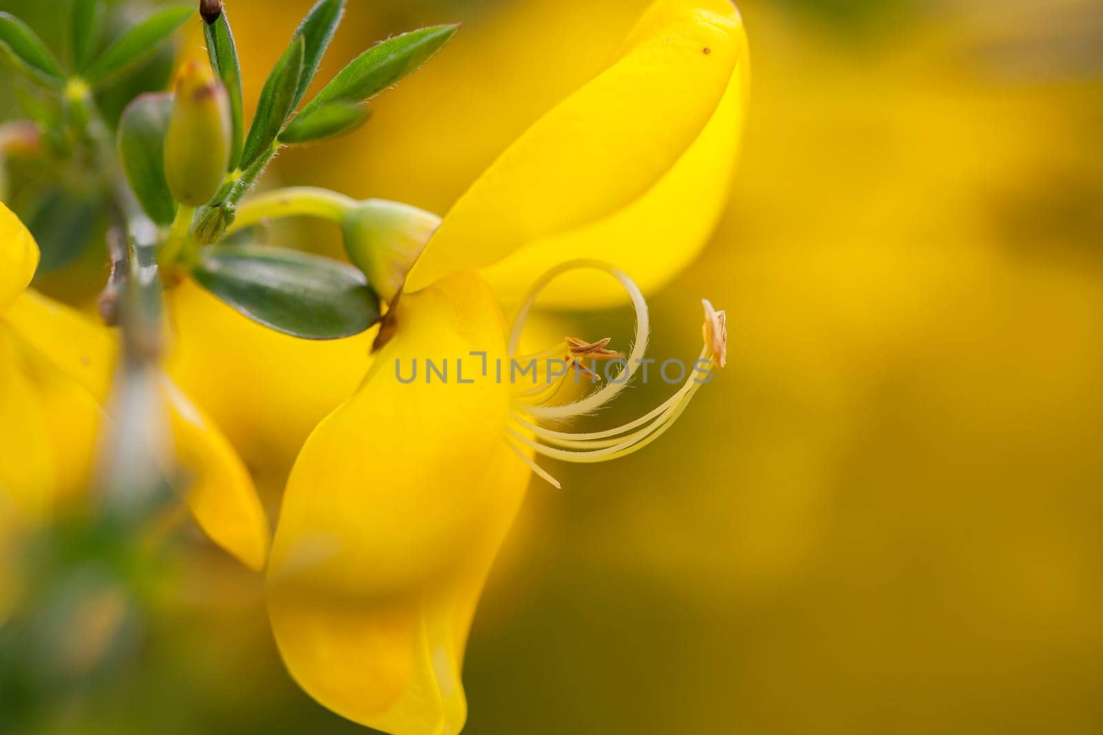 Broominster - Cytisus scoparius in a macro shot