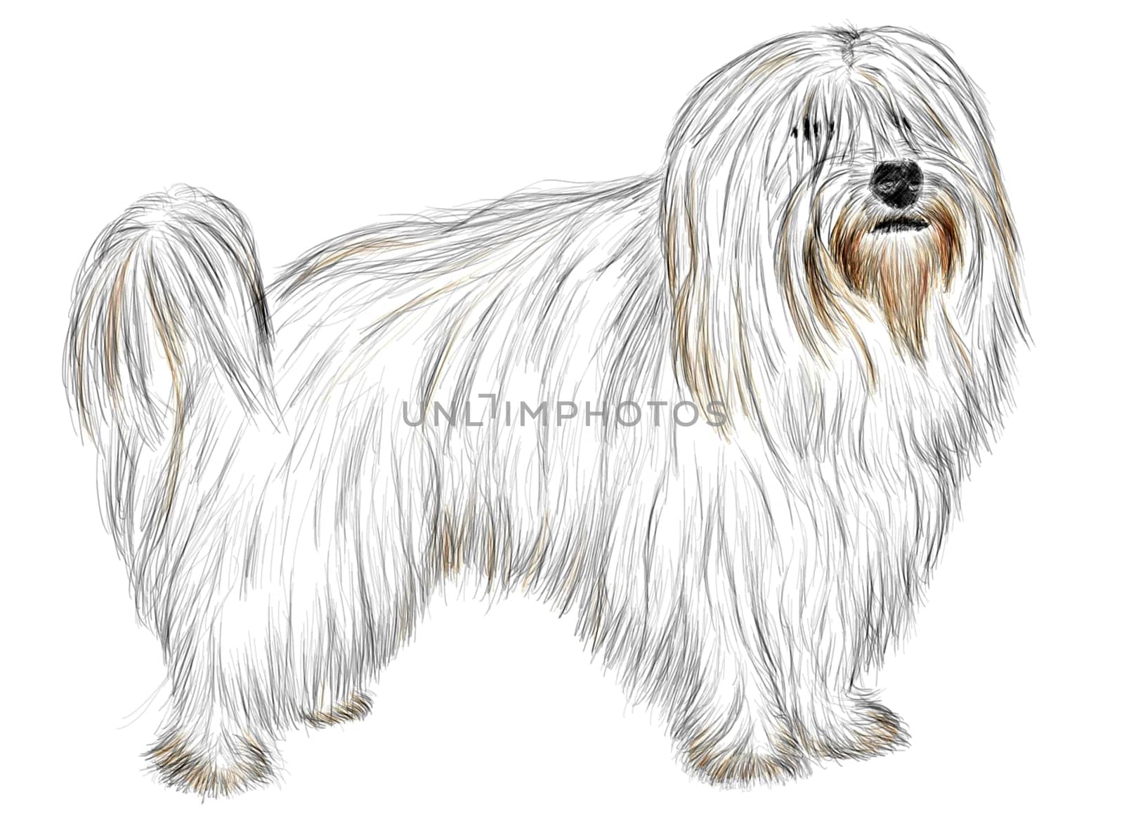 Hand drawing - portrait Coton de Tulear