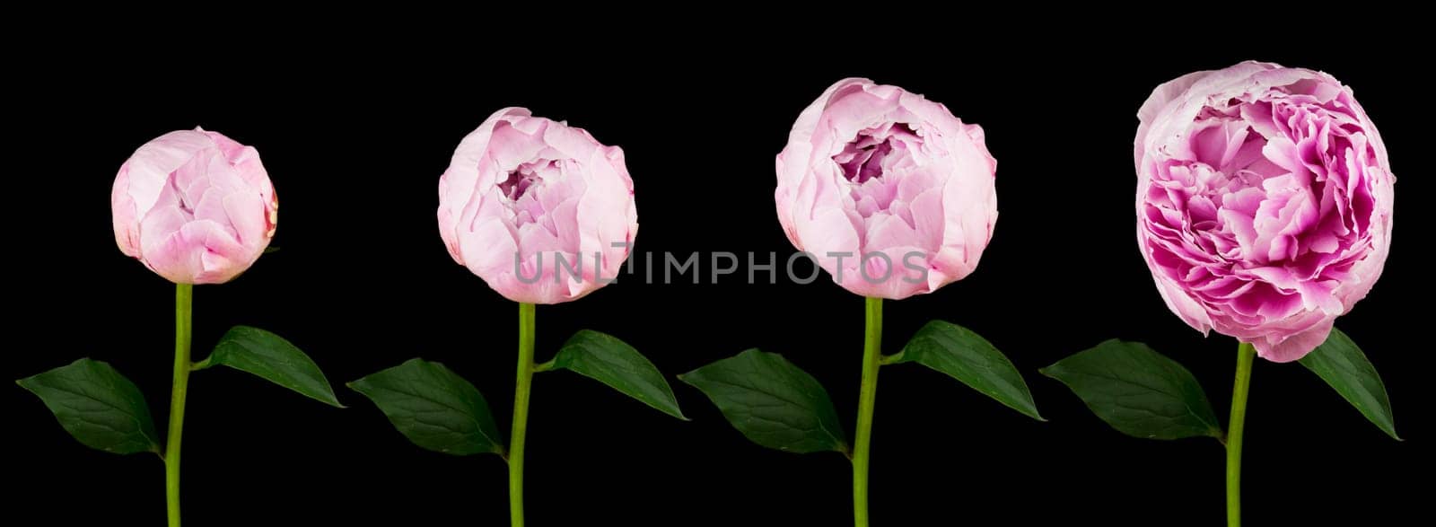 Peony,four different stages of the rising flower against a black background