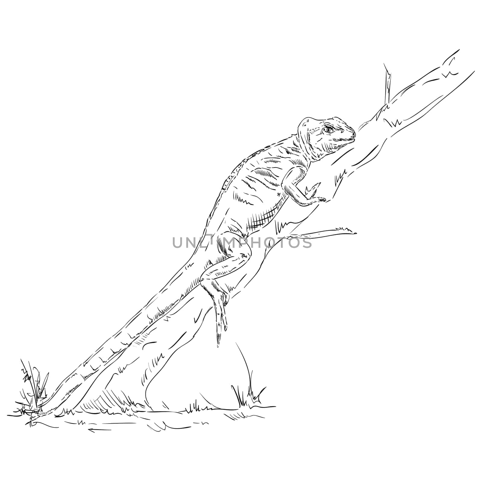 chameleon lizard climbs up tree - isolated on background