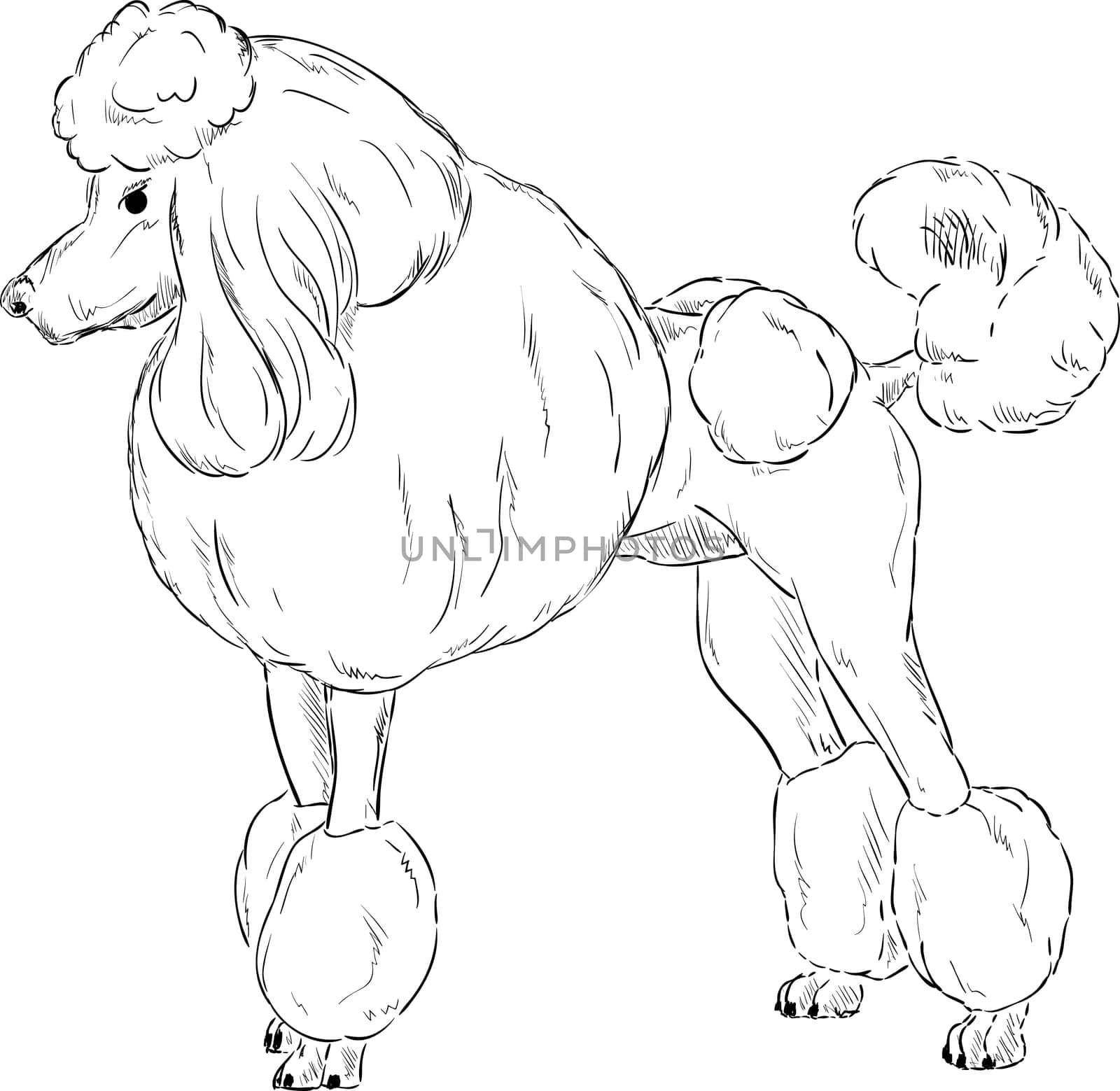 vector - Poodle - dog isolated on background