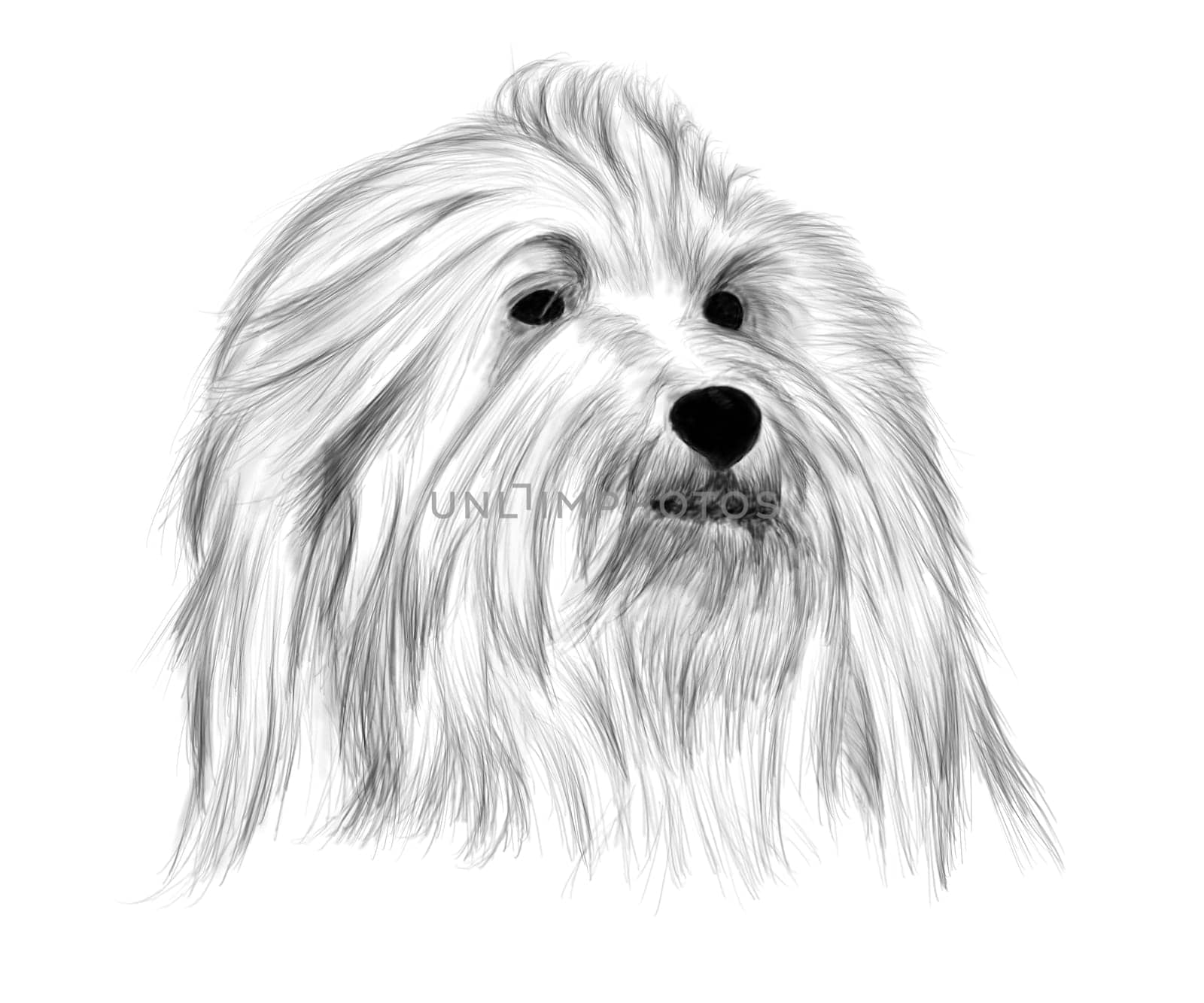 Hand drawing - portrait Coton de Tulear