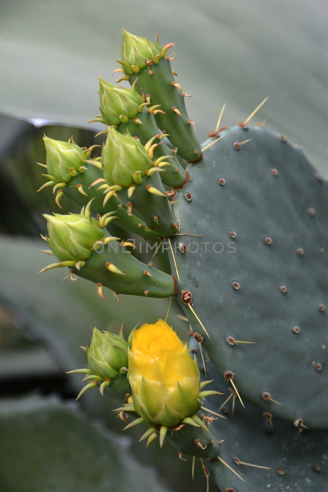 yellow flowering cactus