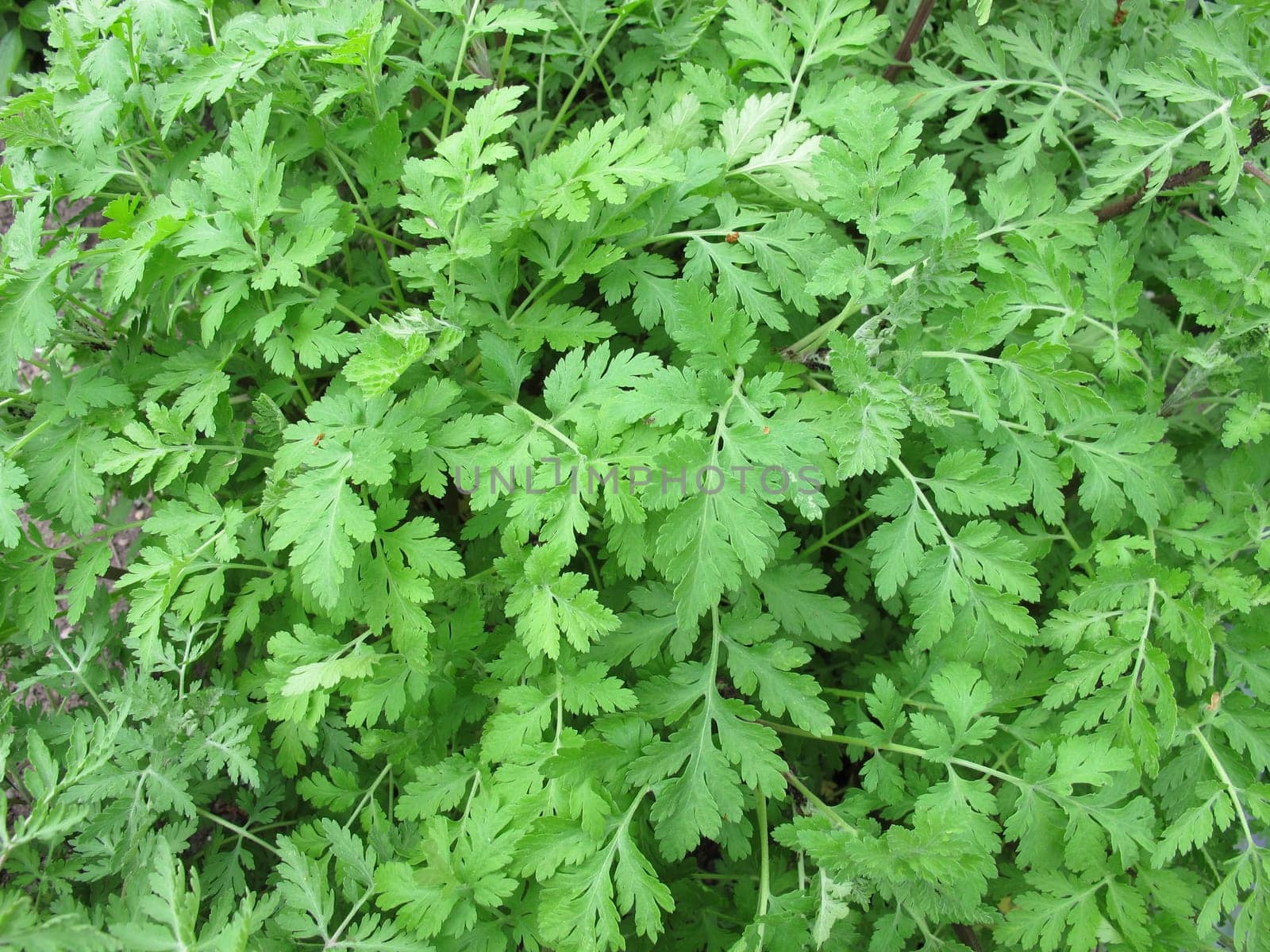 Motherwort,Tanacetum parthenium