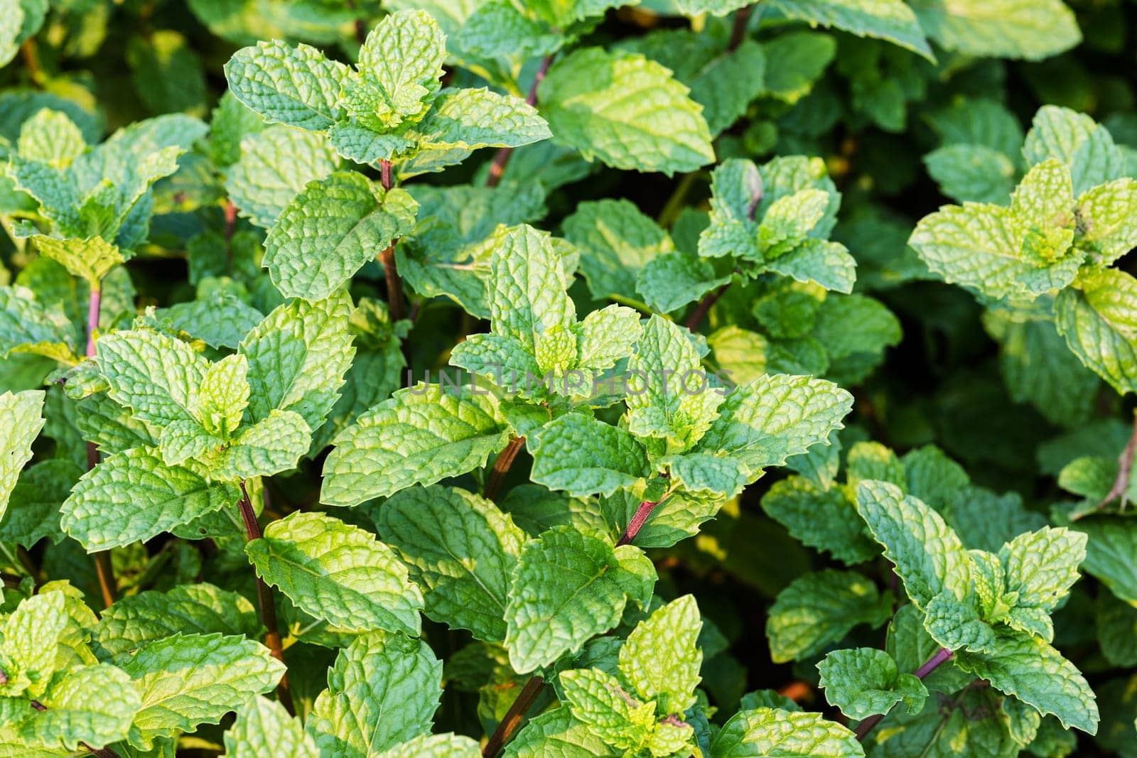 Fresh mint,close-up of the fragrant plant in nature