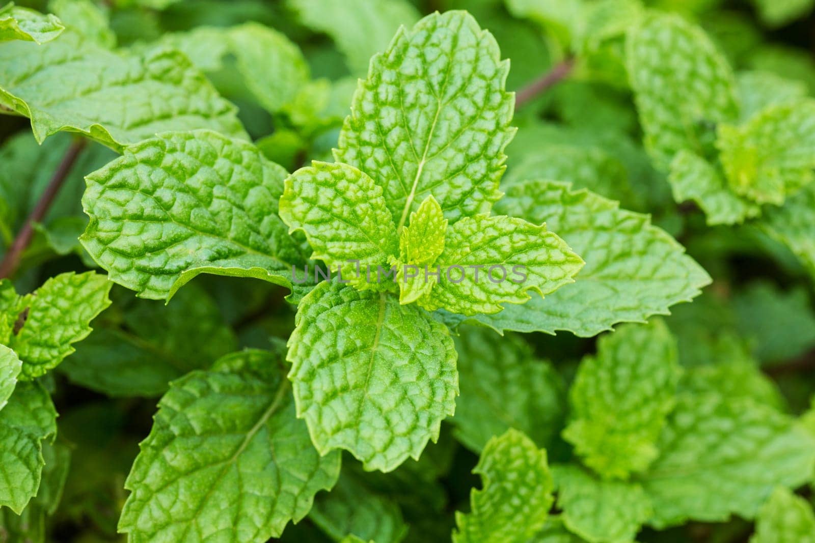 Fresh mint,close-up of the fragrant plant in nature