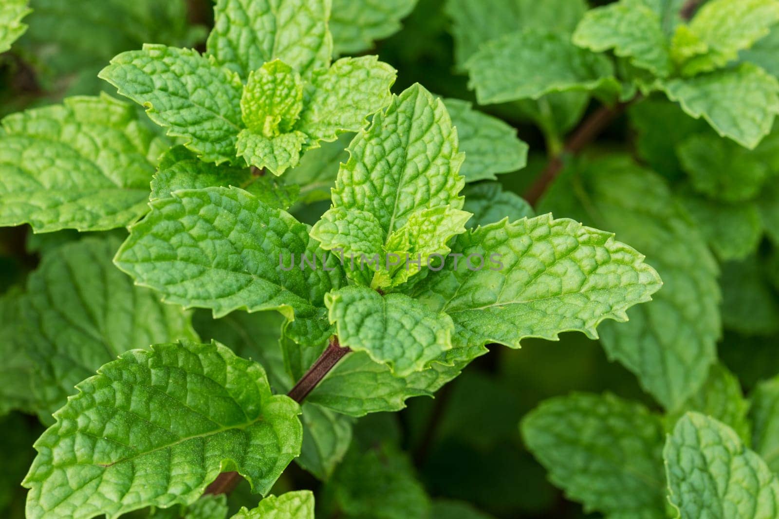 Fresh mint,close-up of the fragrant plant in nature