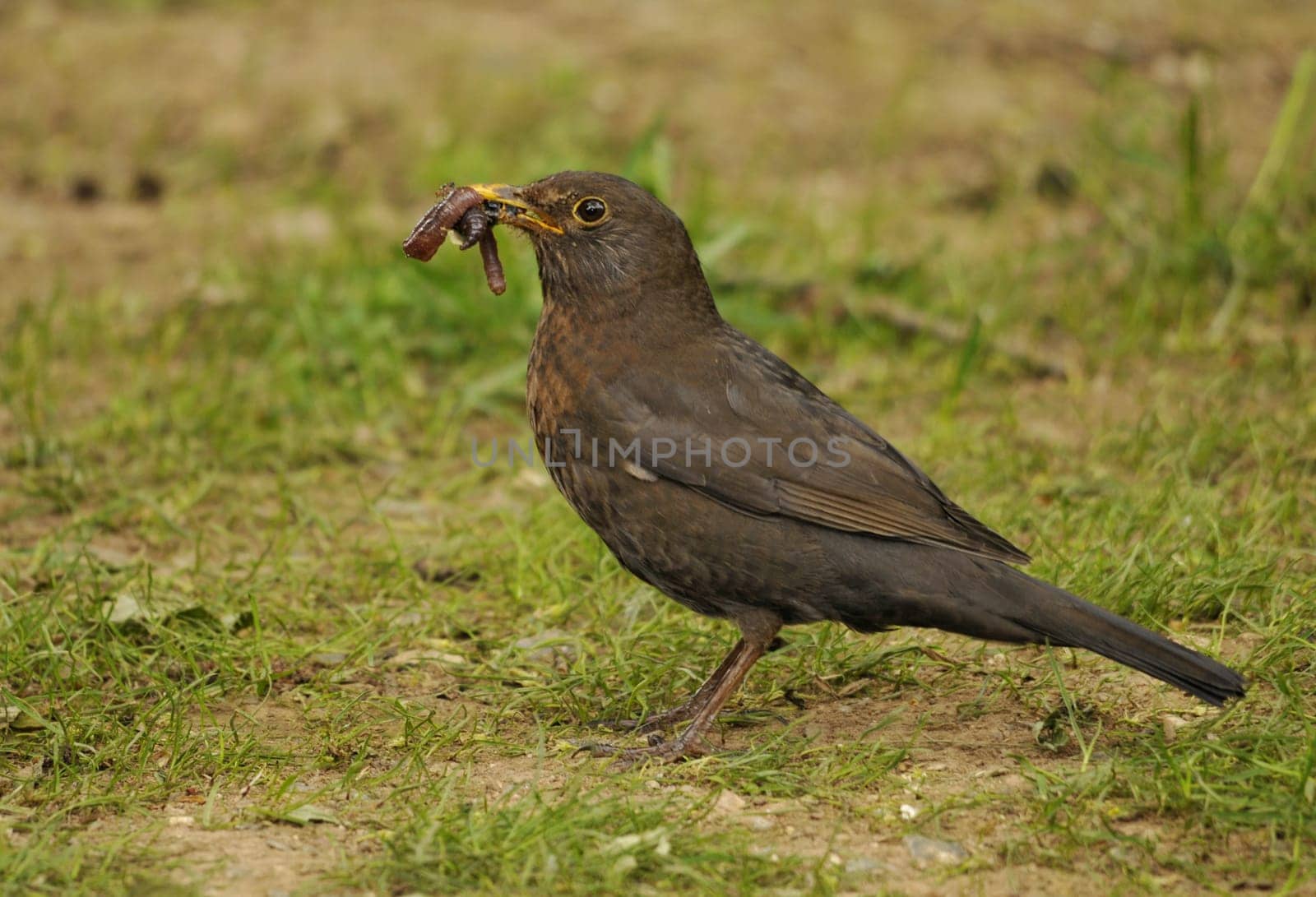 Blackbird with worm