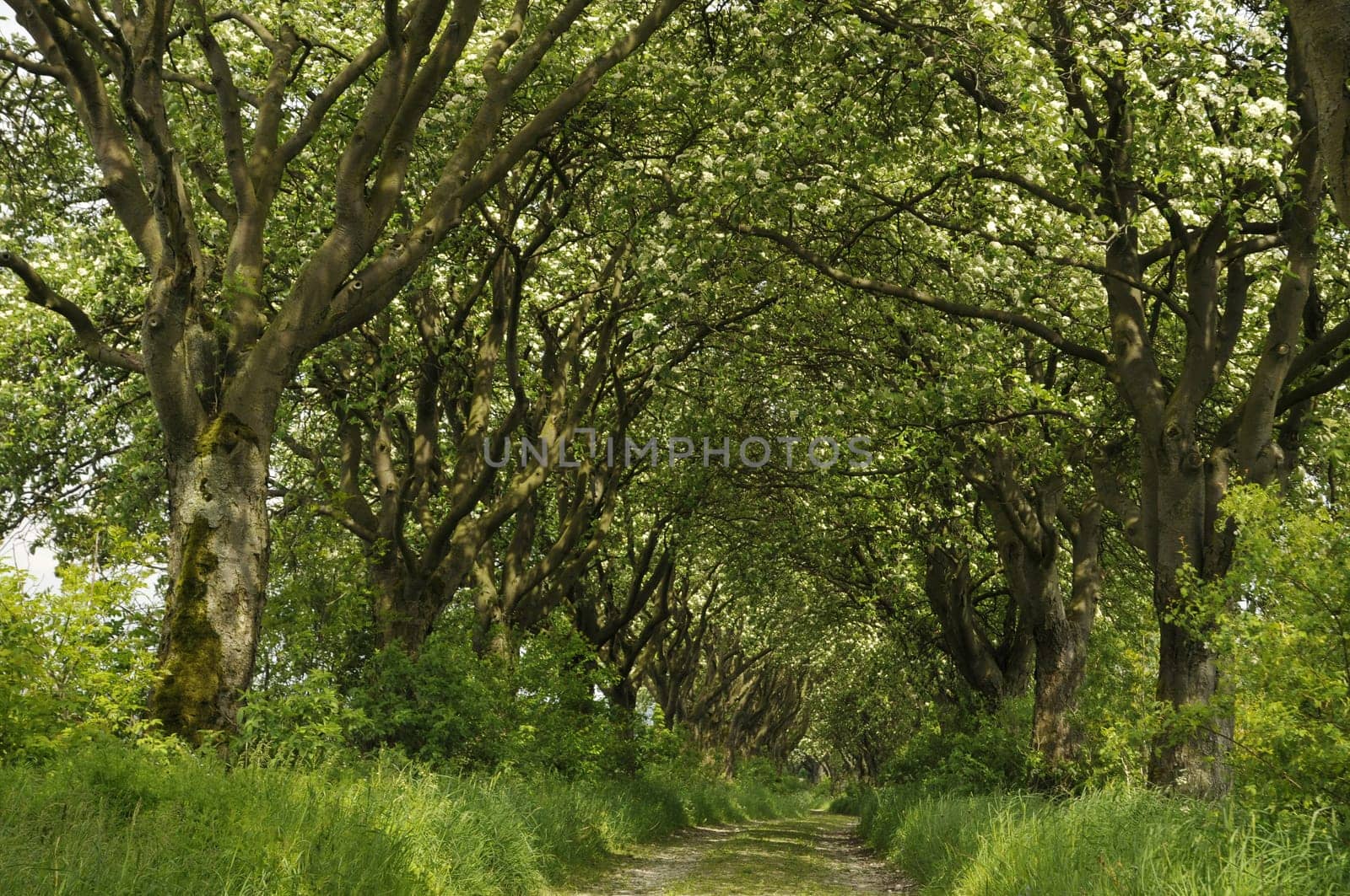 I photographed this beautiful,over 100-year-old avenue in Thuringia