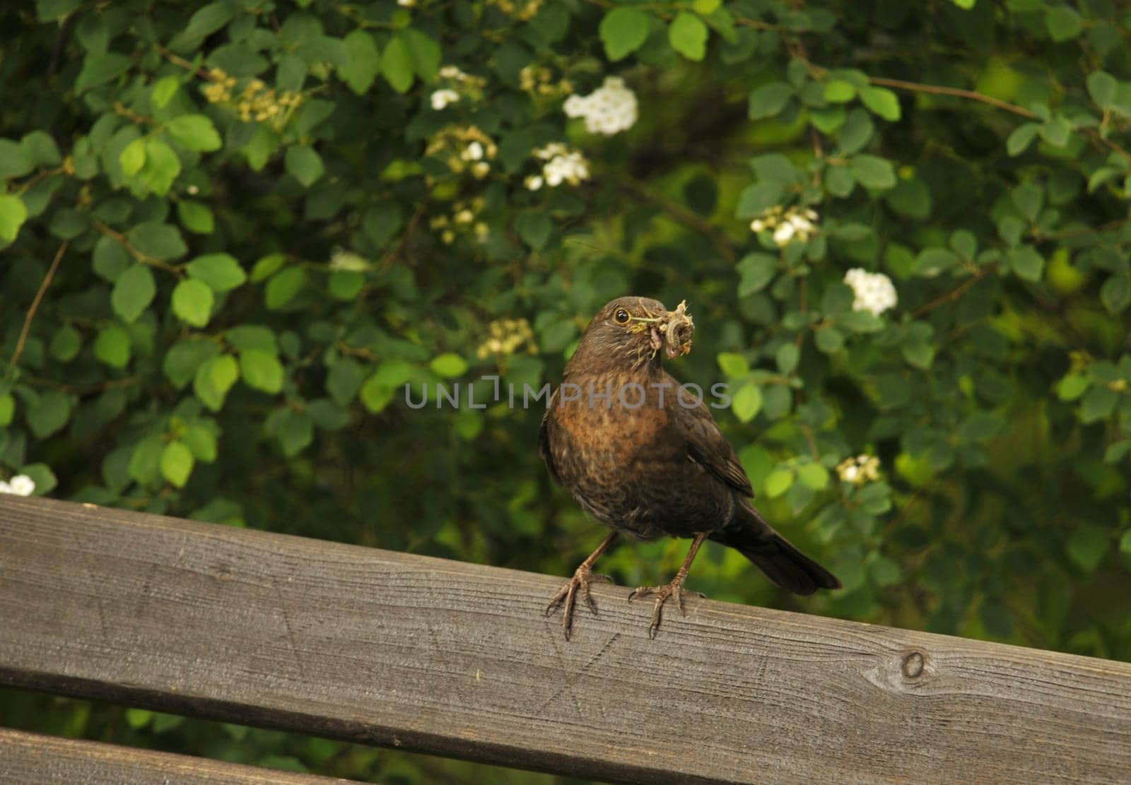 Blackbird with food