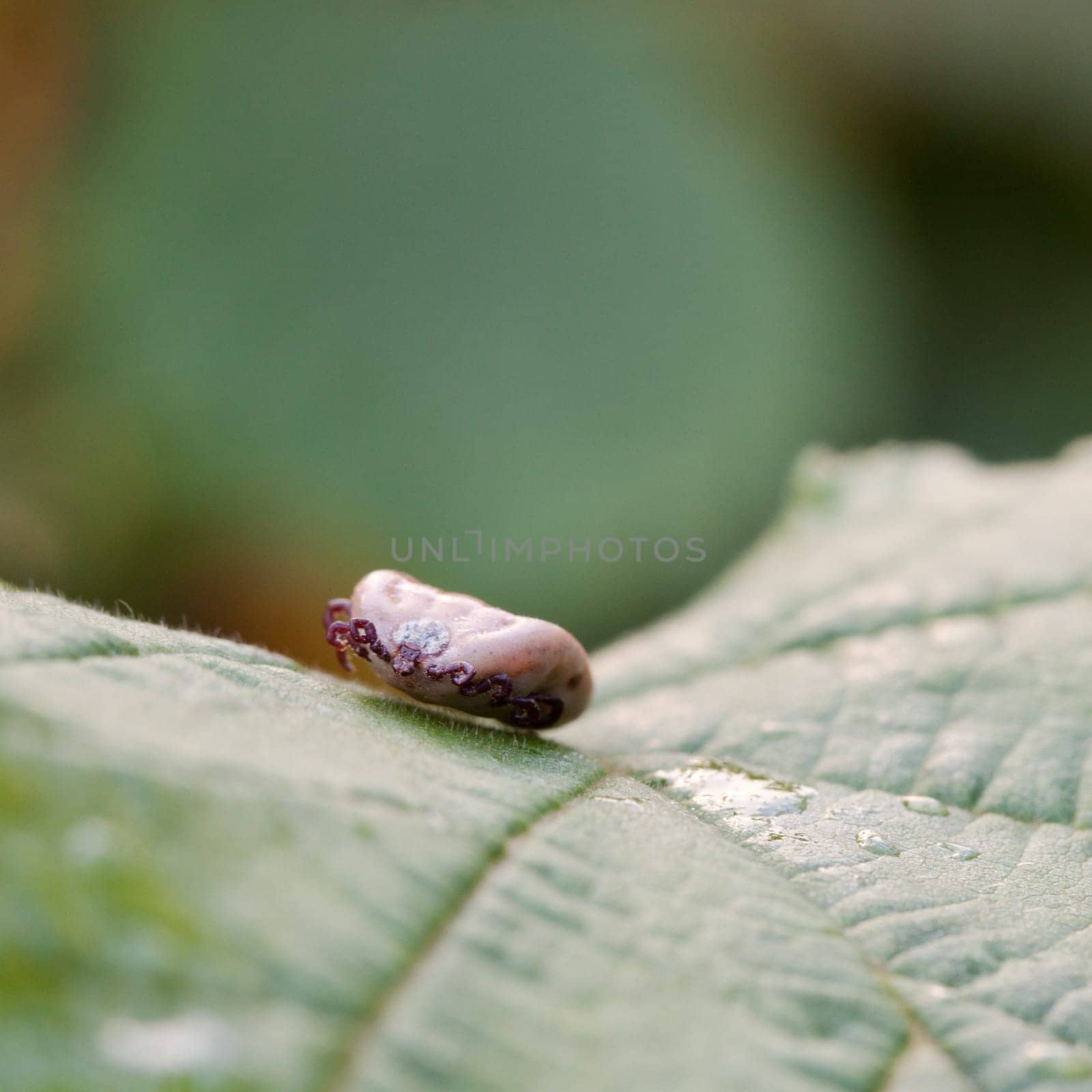 Tick