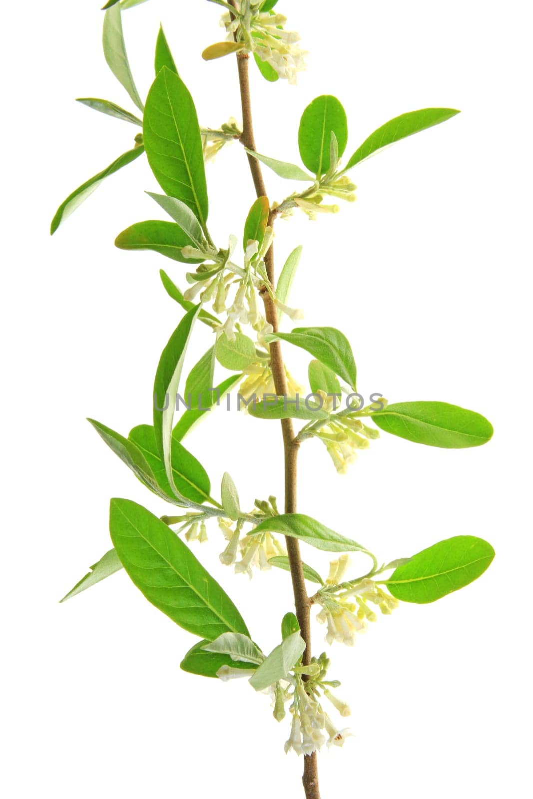 Oil willow (Elaeagnus) flowering branch against a white background