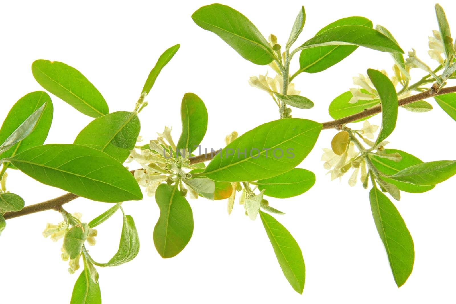 Oil willow (Elaeagnus) flowering branch against a white background