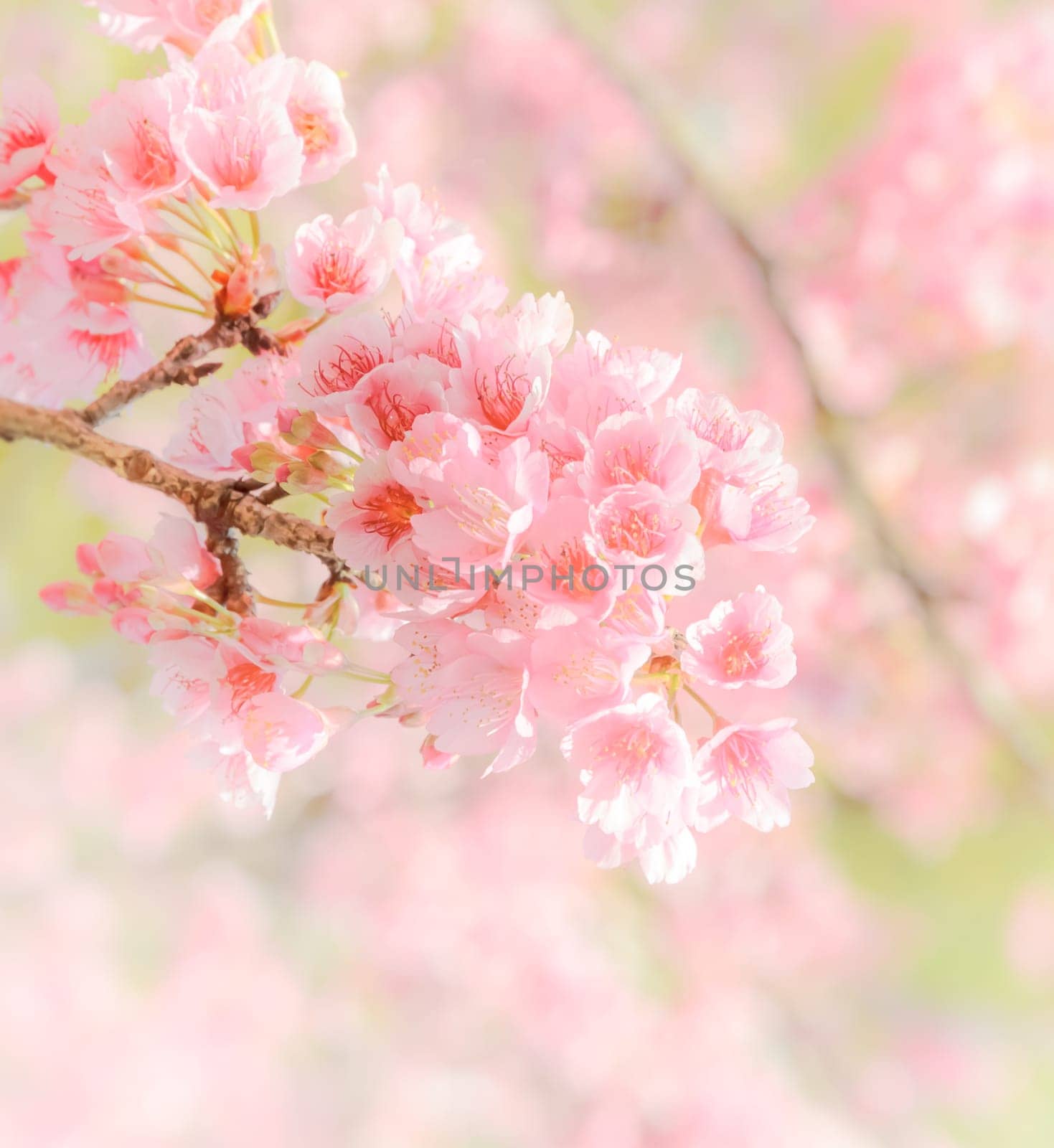 Pink cherry flower background