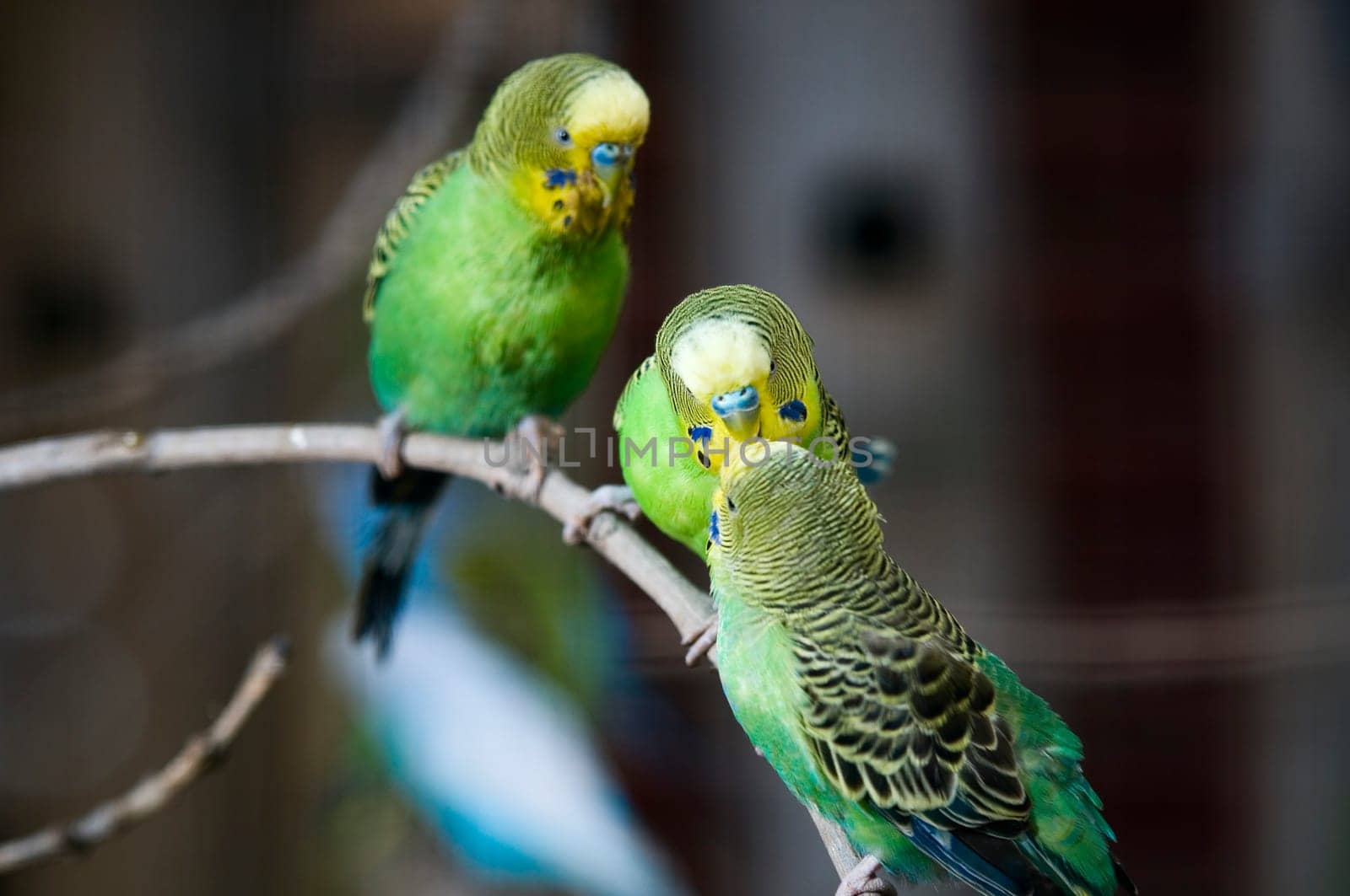 Close-up of three parakeets in original colours on a branch a pair beaking