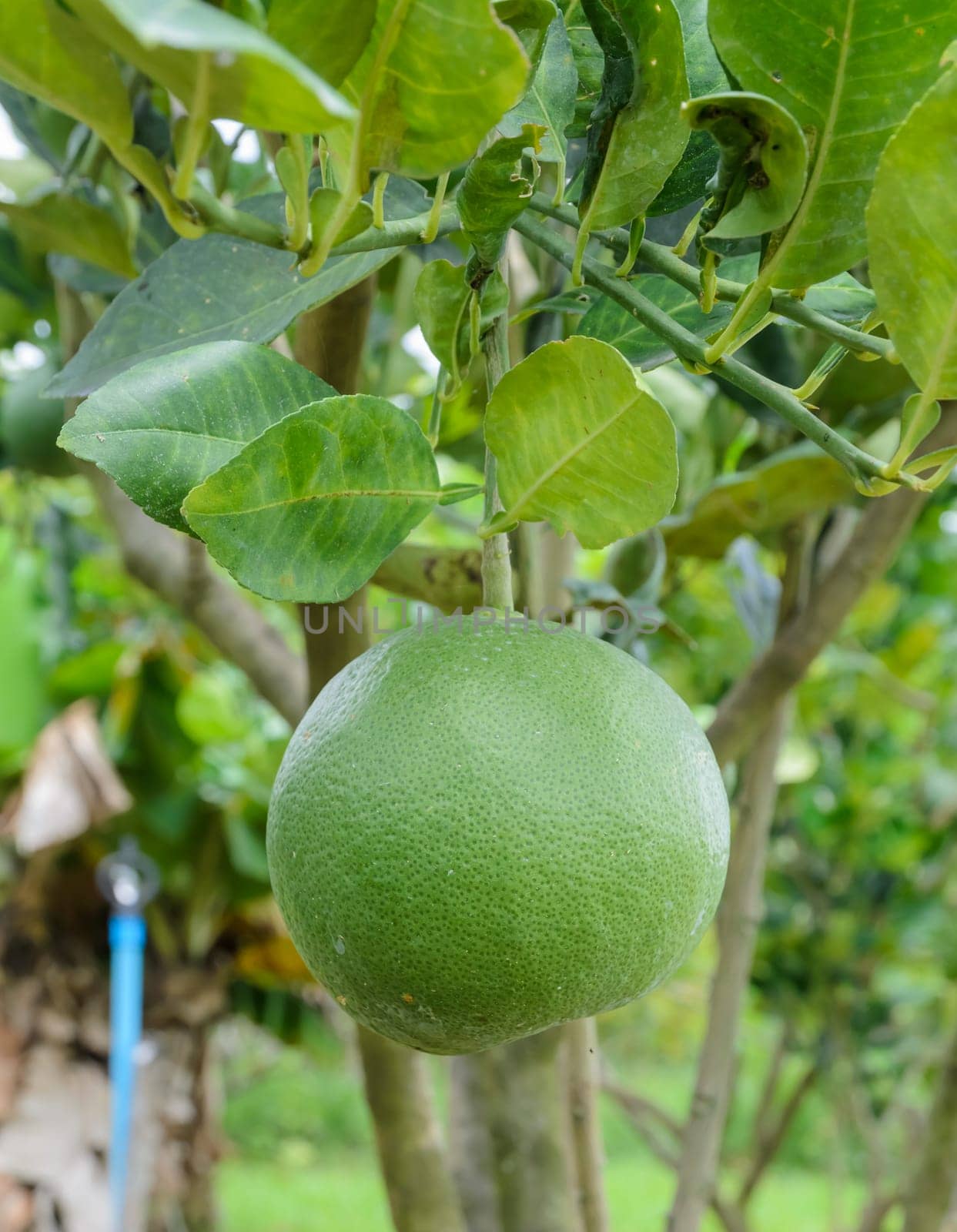 Pomelo fruit on its tree