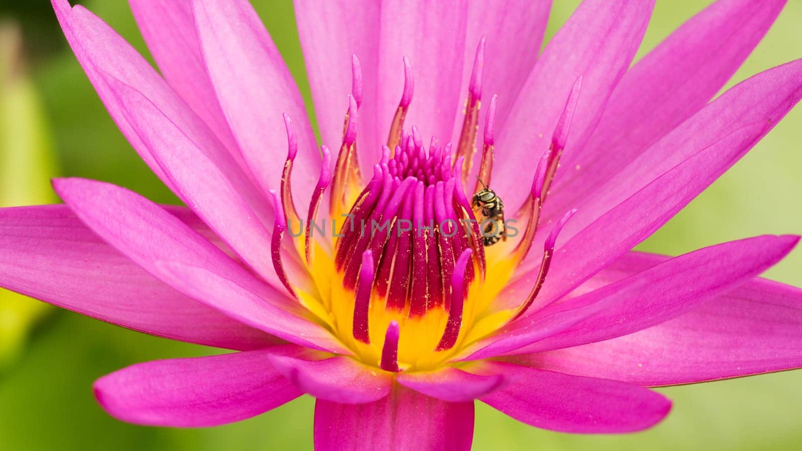 Water lily purple,close-up of the water plant in nature