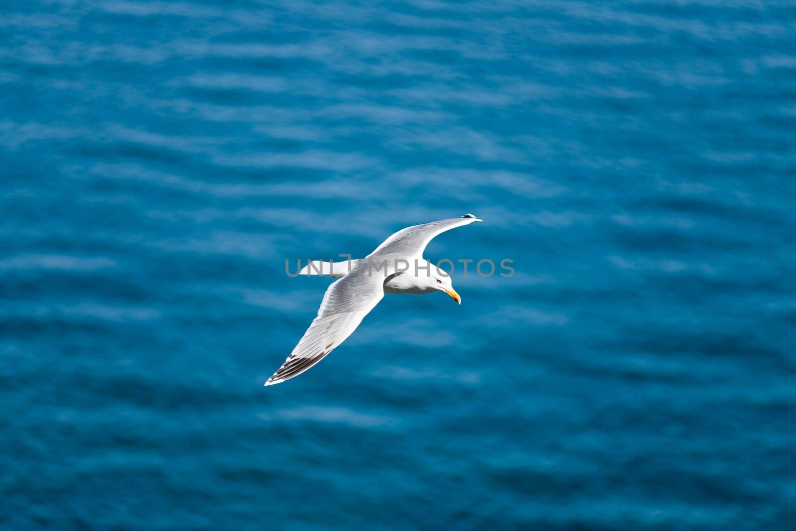 Seagull shoot from top with ocean in background