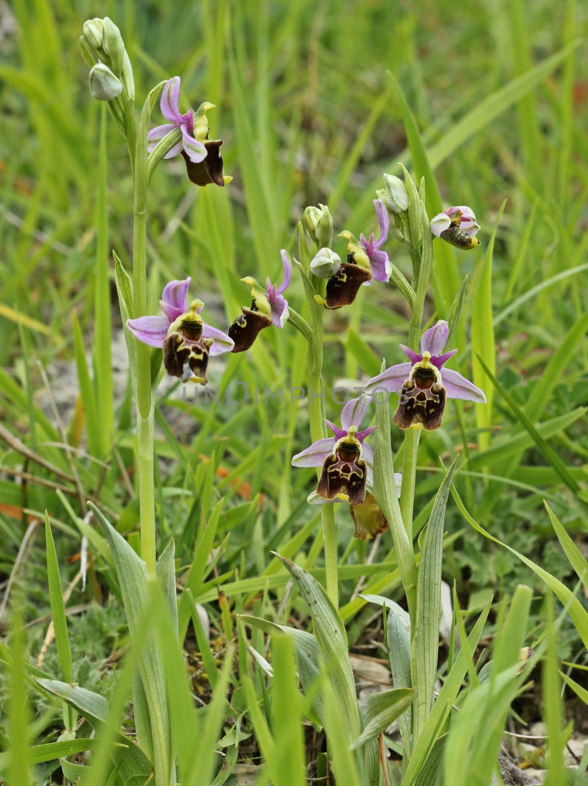 Bumblebee Ragwurz (Ophrys holoserica)