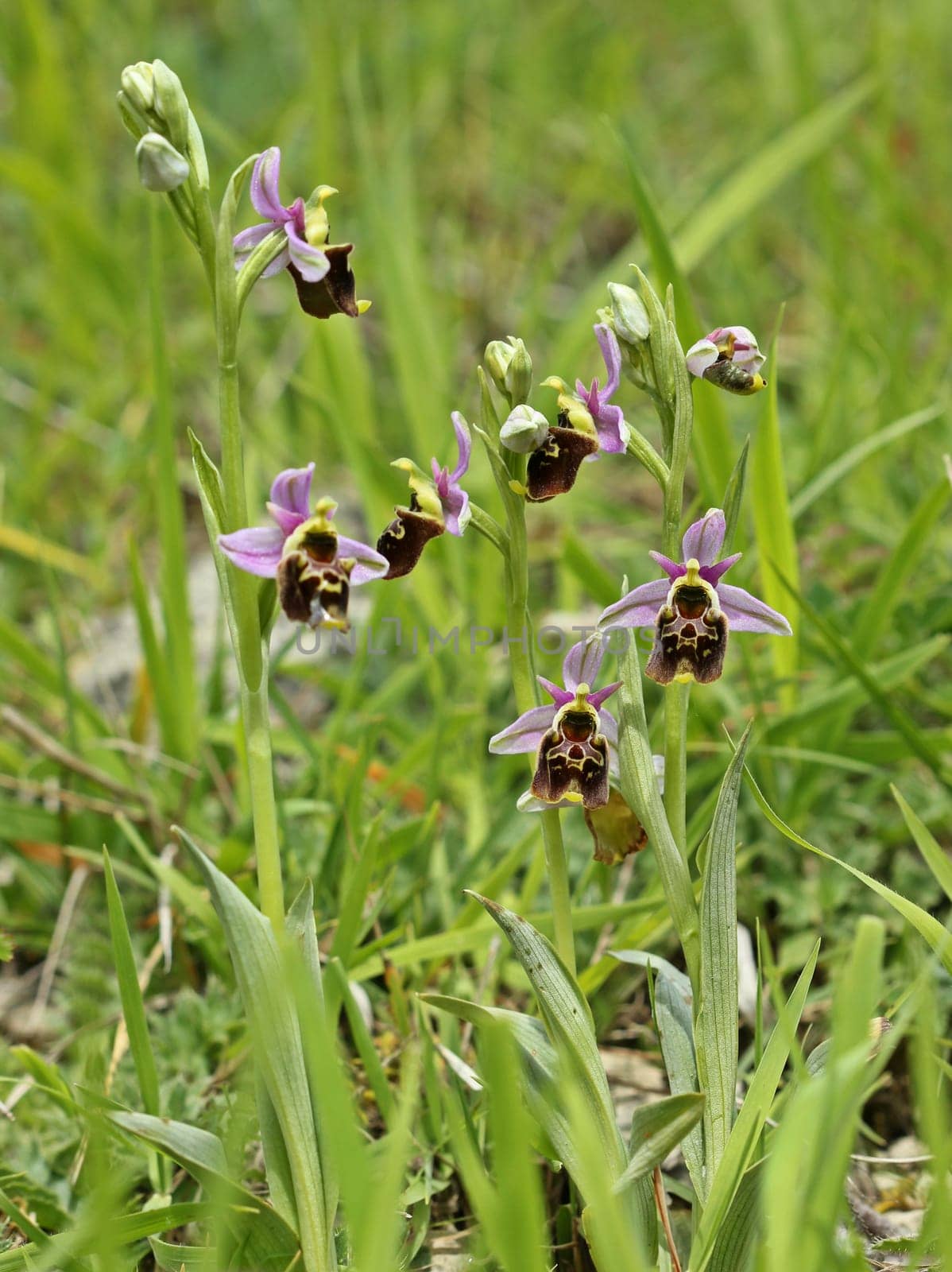 Bumblebee Ragwurz (Ophrys holoserica)