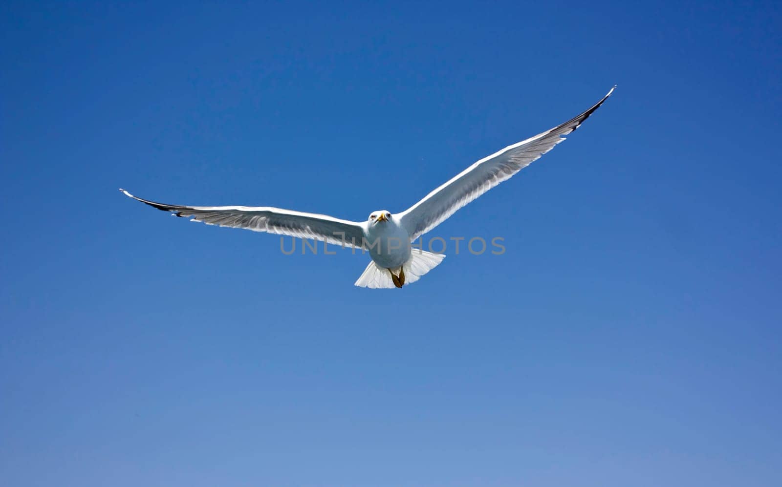 Photo of seagull flying in the sky