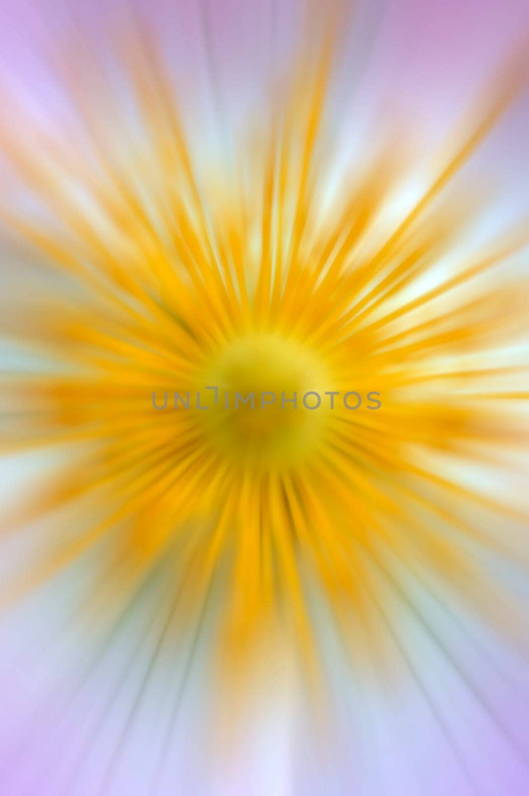 The abstract photograph of a flower.