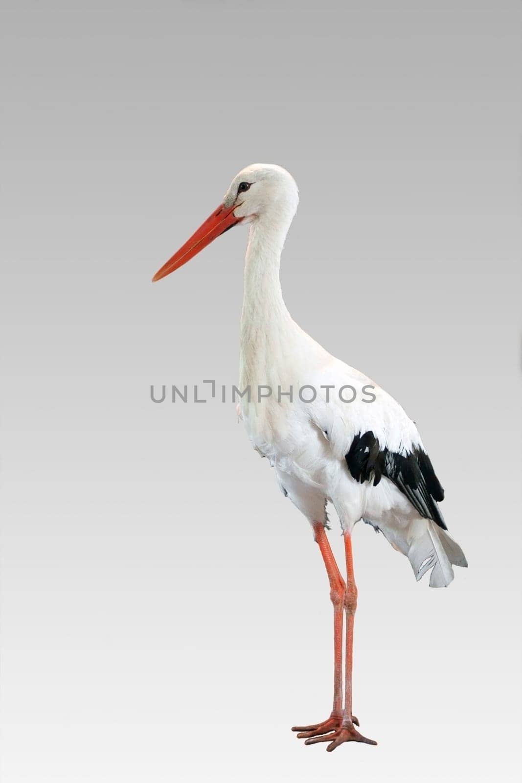 The photograph of a standing stork that has been exposed.