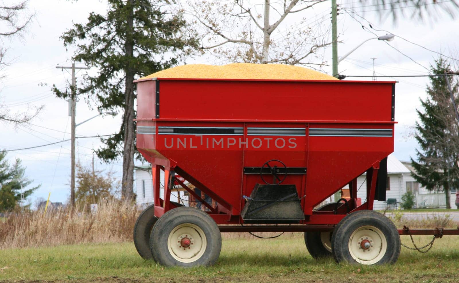 Corn harvest in red tractor trailer bin with wheels