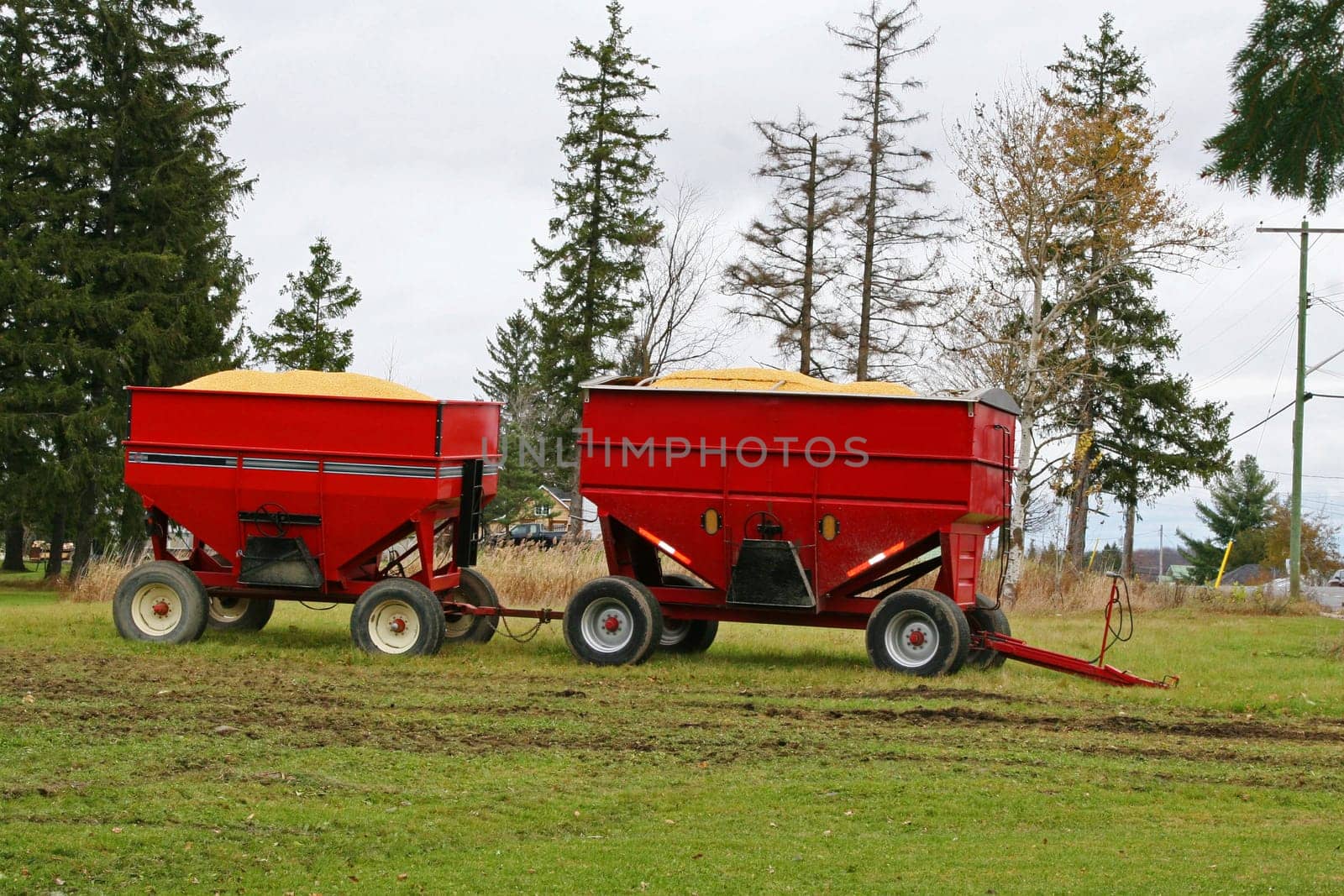Corn harvest in red tractor trailer bin with wheels