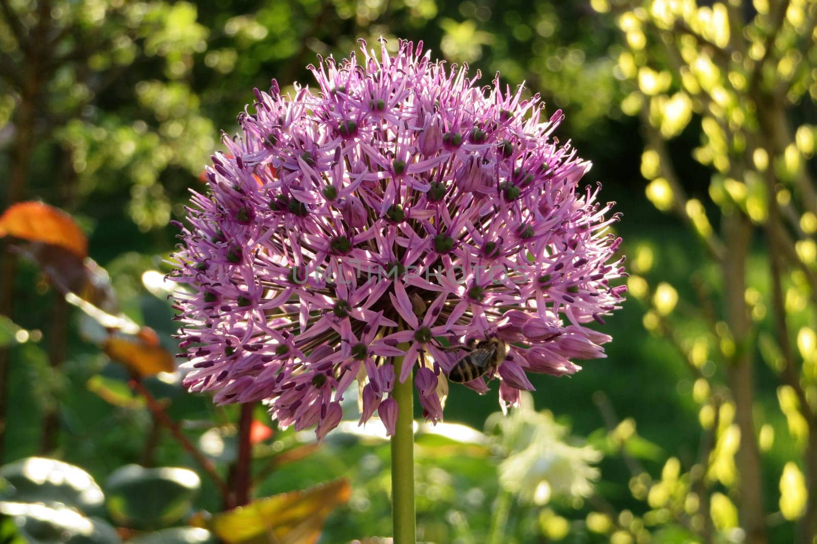Star ball leek - Allium cristophii