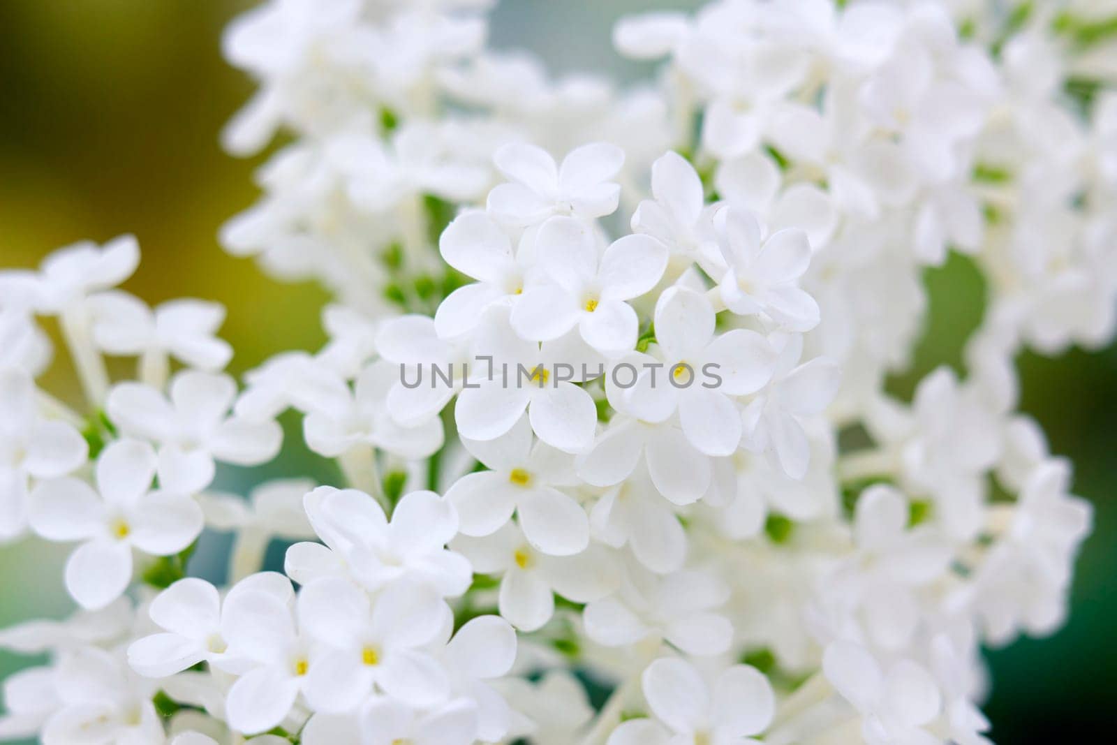 Blooming lilac flowers. Abstract background. Macro photo.
