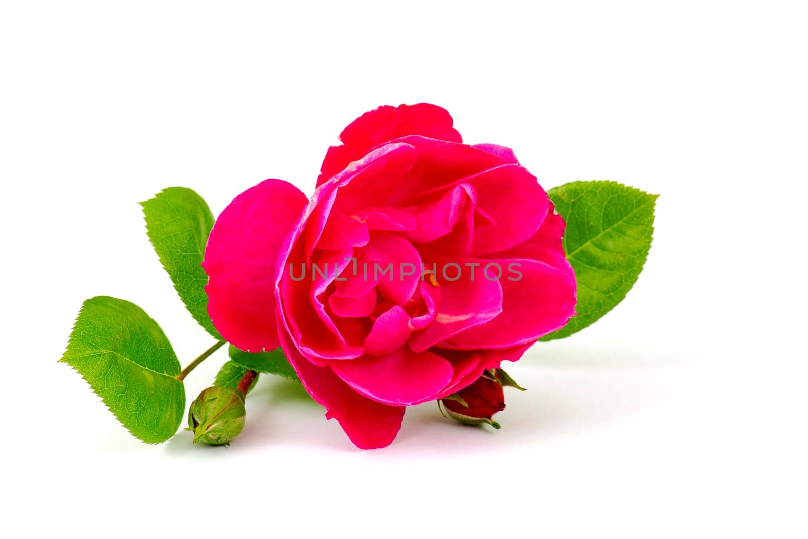 red rose on white background