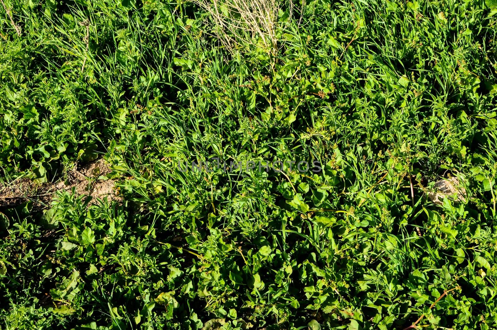 Texture Grass Background Pattern on an Isolated Field