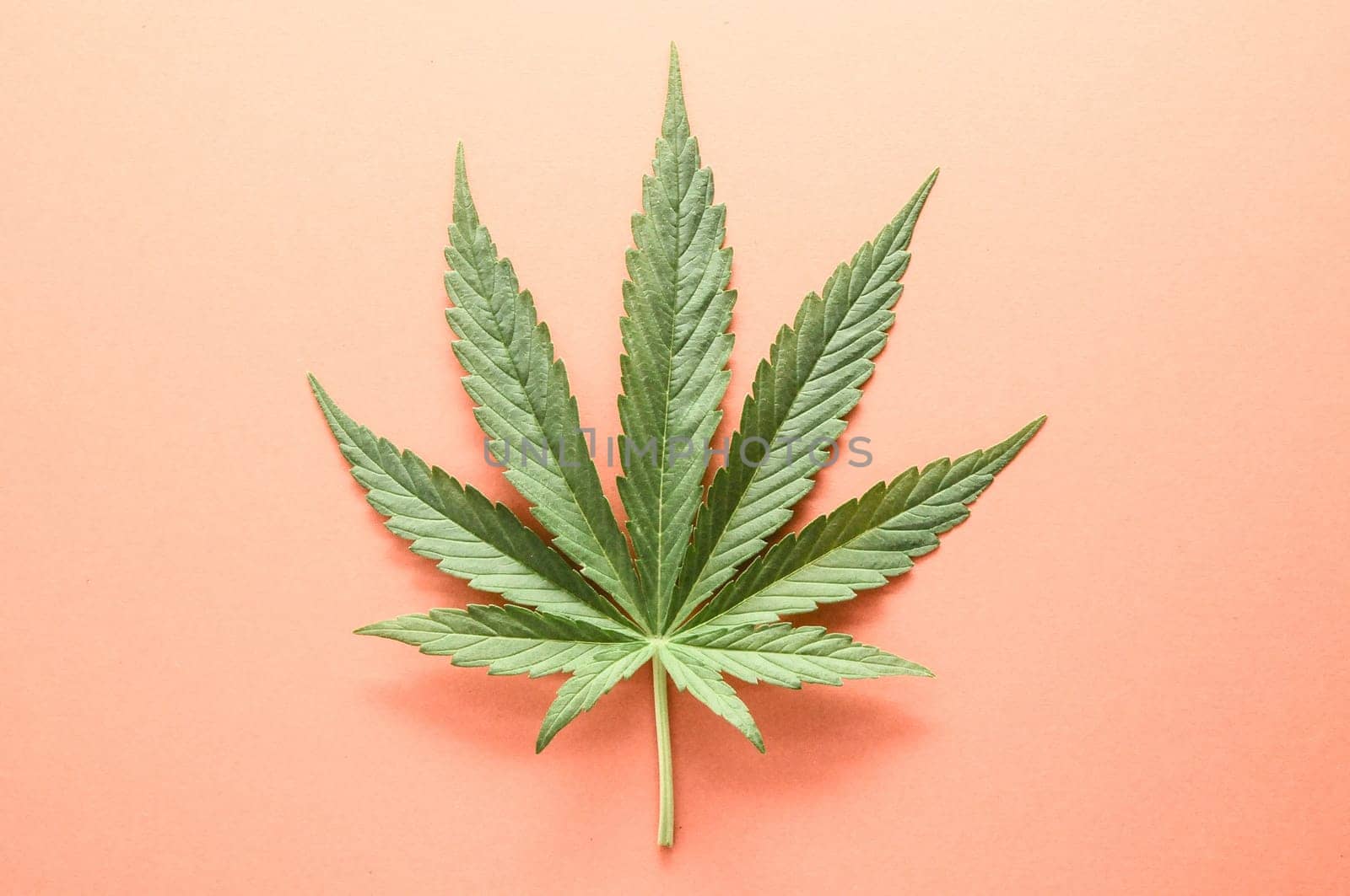 Green Fresh Marijuana Leaf with Seven Tips