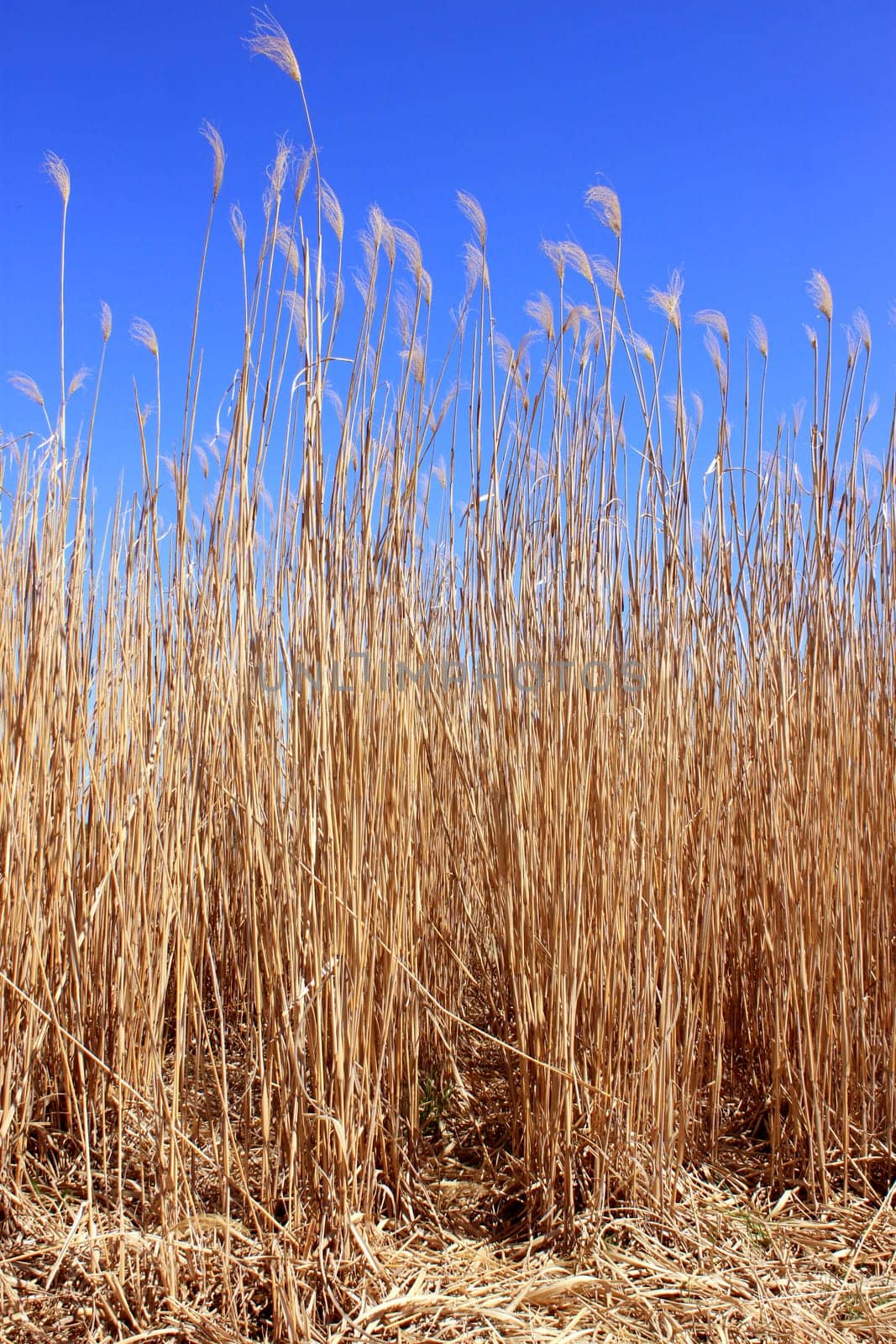 an agricultural field for an organic farming for the harvest of the reed on a bottom of blue sky